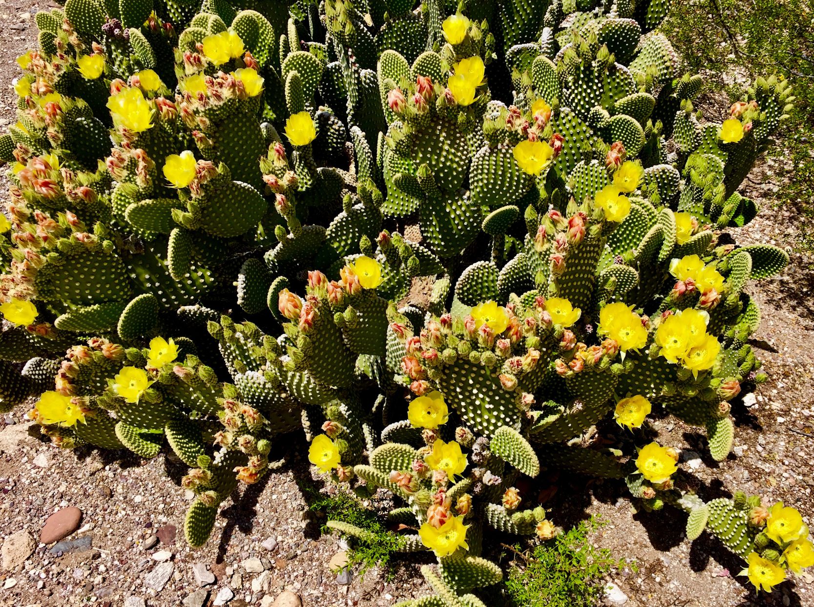 Bonanza of blooms